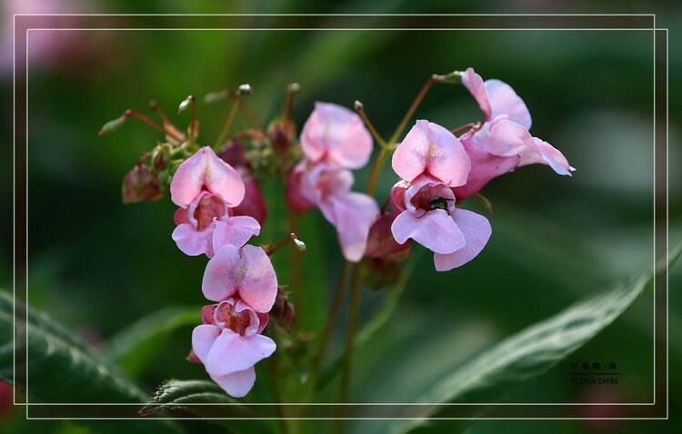 原创首发滇水金凤