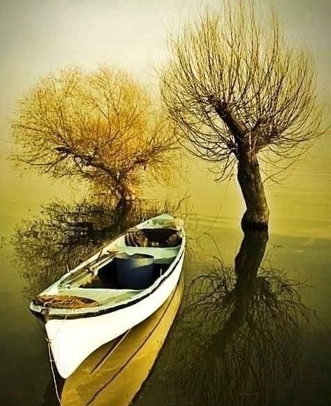 一叶小舟【爱花家园】