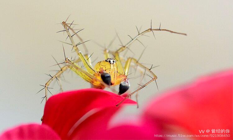 首发花瓣上的拉蒂松猫蛛