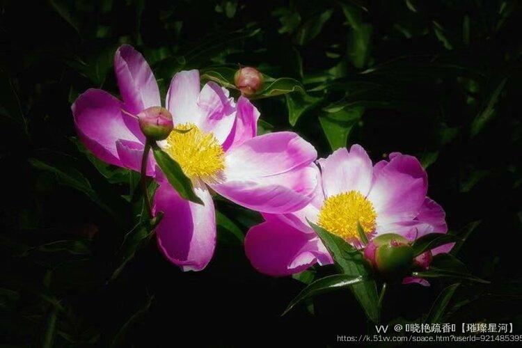 ༻晓艳疏香༺【璀璨星河】