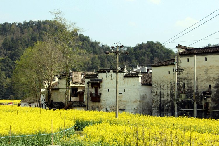 我在婺源的汪口村寫生,這裡滿眼綠意,風景秀麗,村民純樸.