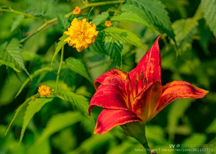 首發紅色萱草花2