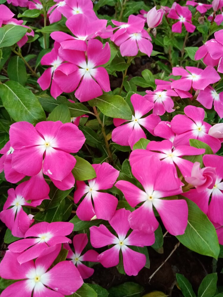 长春花的花语就是:"快乐,回忆,青春常在,坚贞.