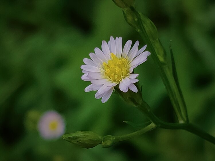 首发星星点点的钻叶紫菀花