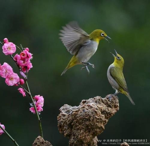 第三部(张可久体)【水仙子】心怡赋雅诗演唱/崔伟立音乐/鸟儿对花说