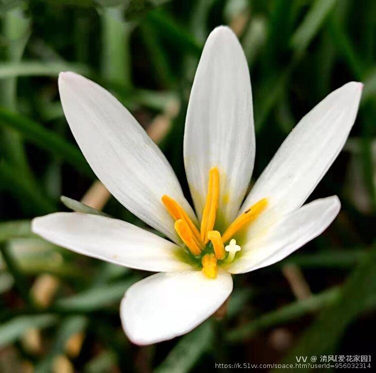 清风[爱花家园]