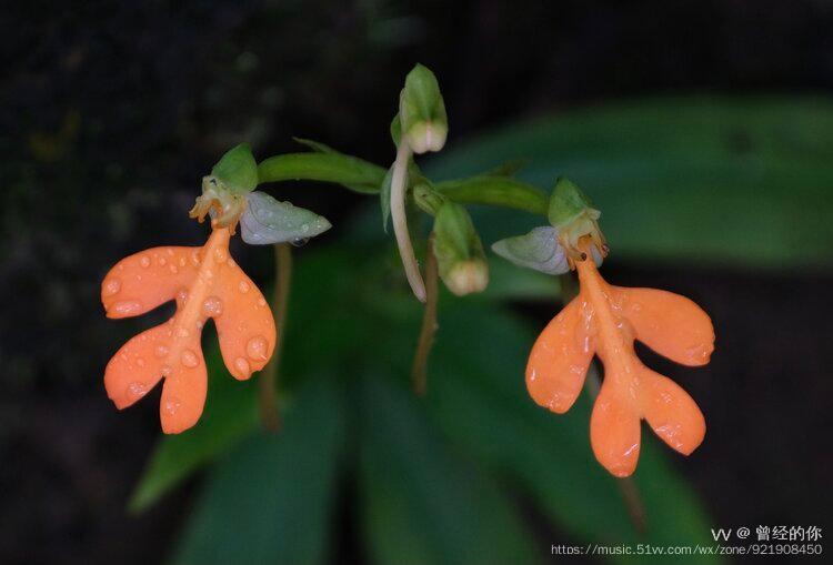 首发橙黄玉凤花