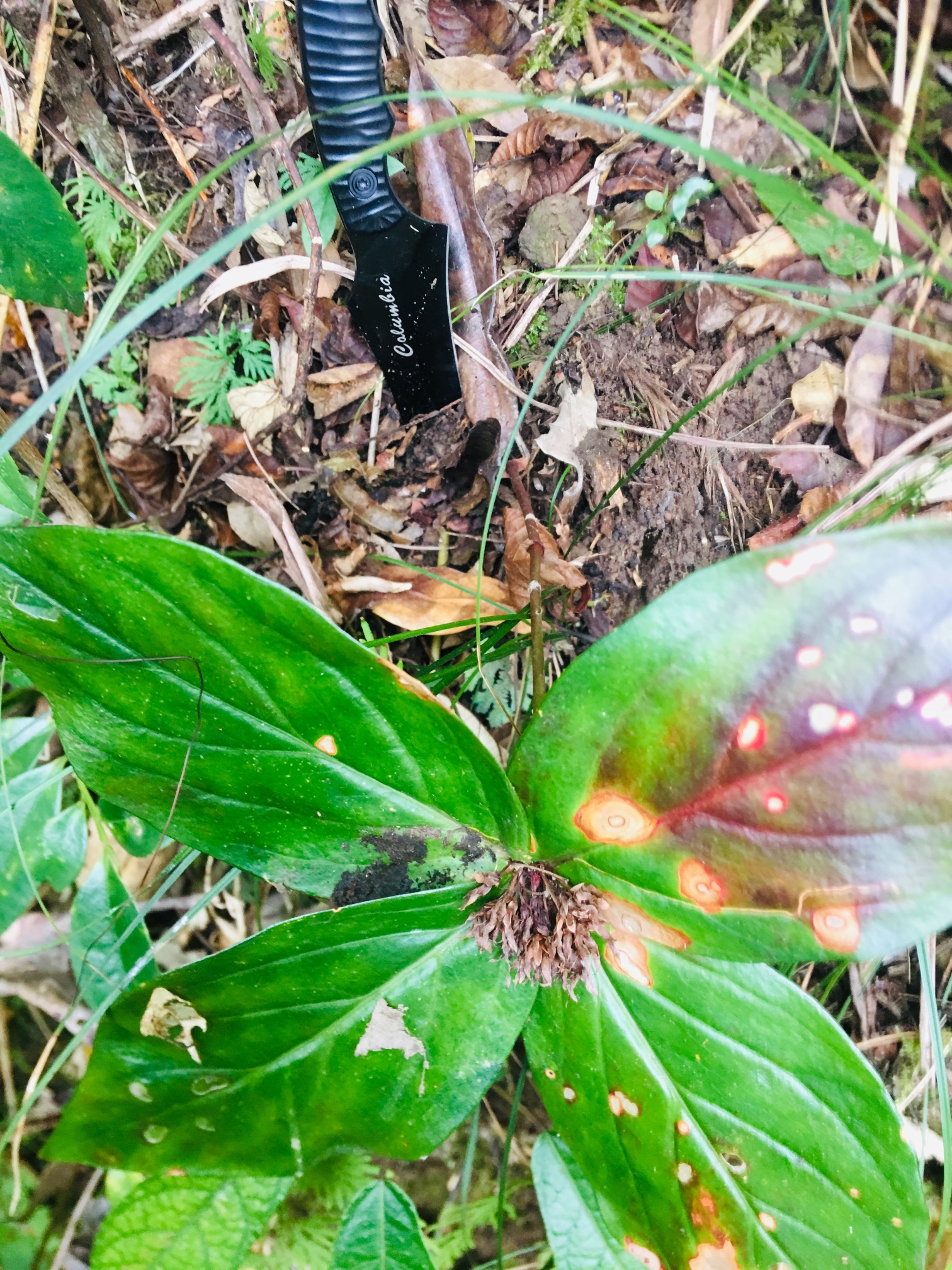 朝天一柱香草药功效图片