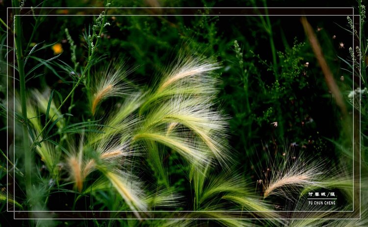 芒草生香芒草生香芒草生香芒草生香芒草生香