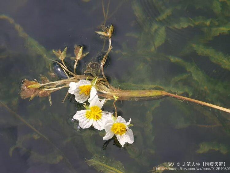 海草花首发