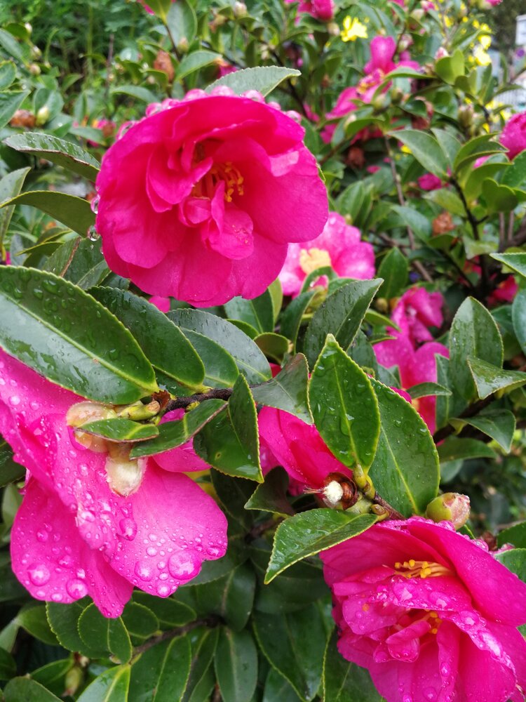 雨婷