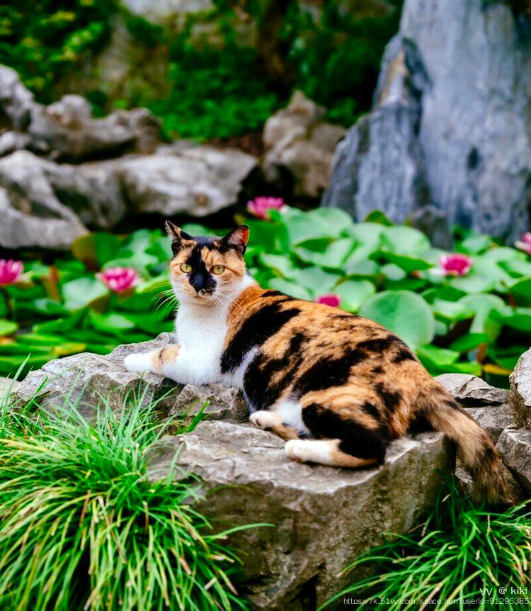 kiki
