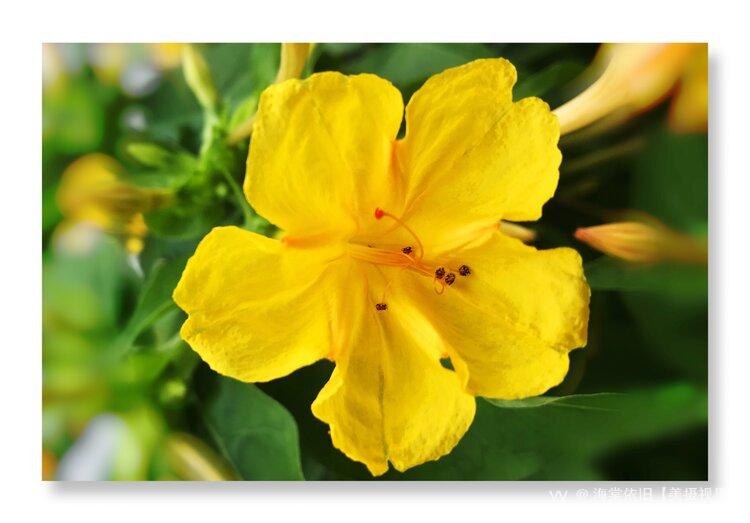 首发黄色紫茉莉