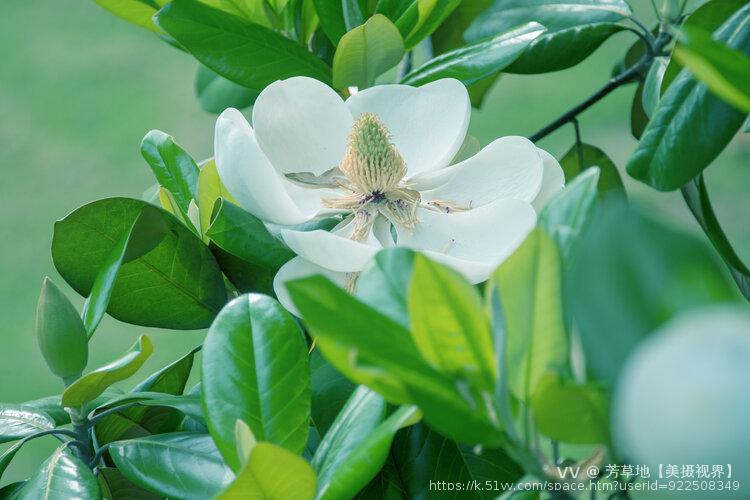 芳草地【美摄视界】