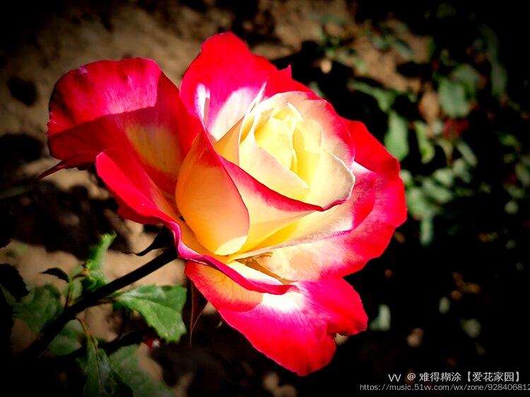 红黄双色月季花vv首发