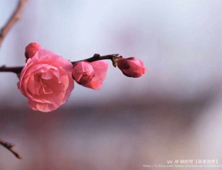 钢的琴【美摄视界】