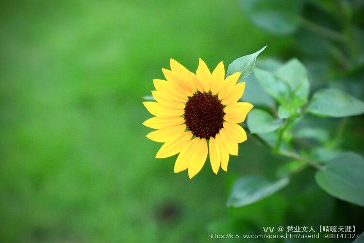 慧业文人【晴暖天涯】