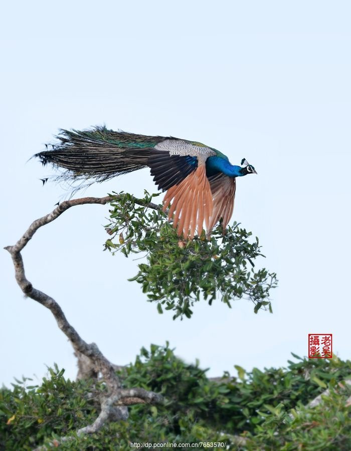 幽兰一箭香(赵放岚)