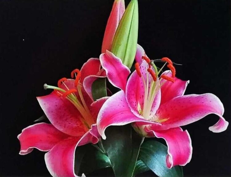 苏菲航