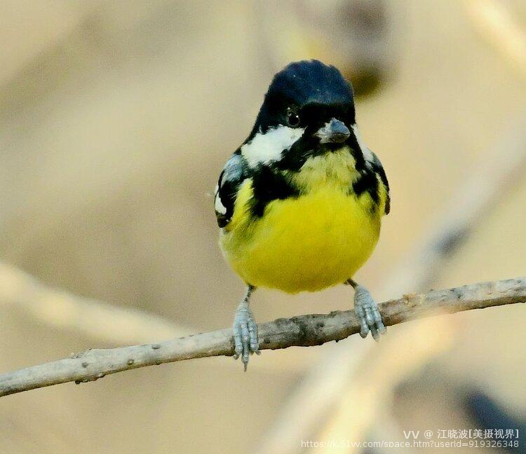 江晓波[美摄视界]