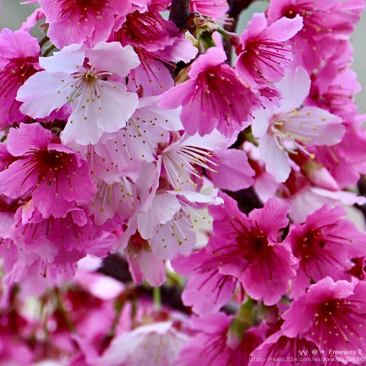 色彩缤纷的 大寒樱