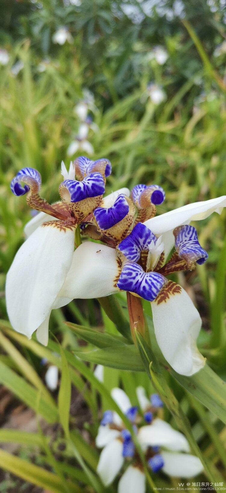 巴西鸢尾花