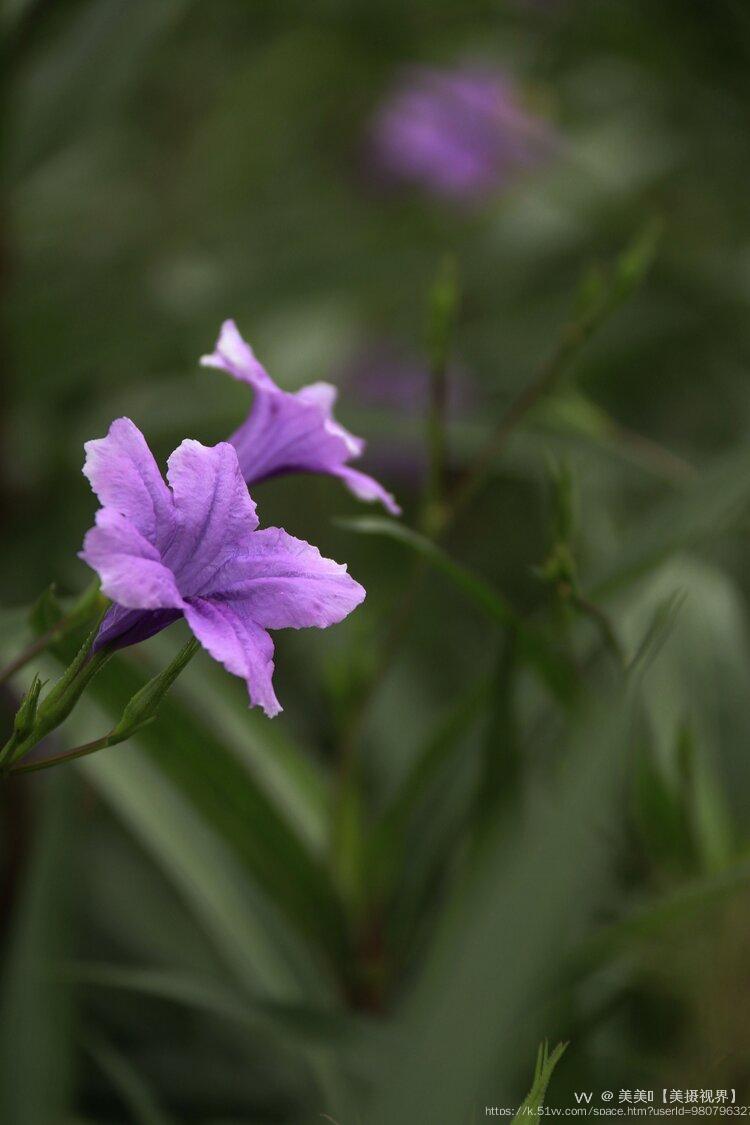 美美🍃【美摄视界】