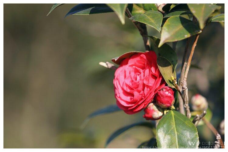 中國十大名花之茶花