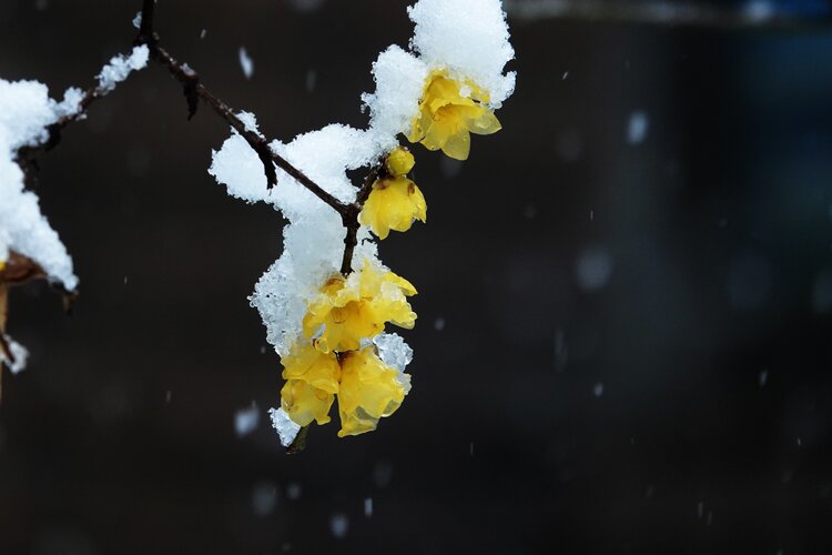 美丽的雪景图片腊梅花图片