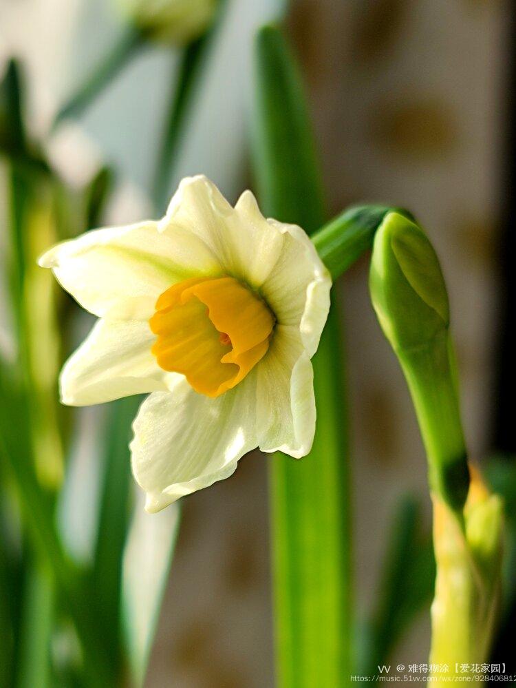 水仙花开一vv首发