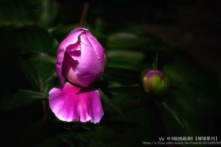 ༻晓艳疏香༺【璀璨星河】