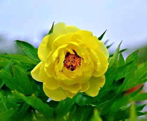 大花黄牡丹