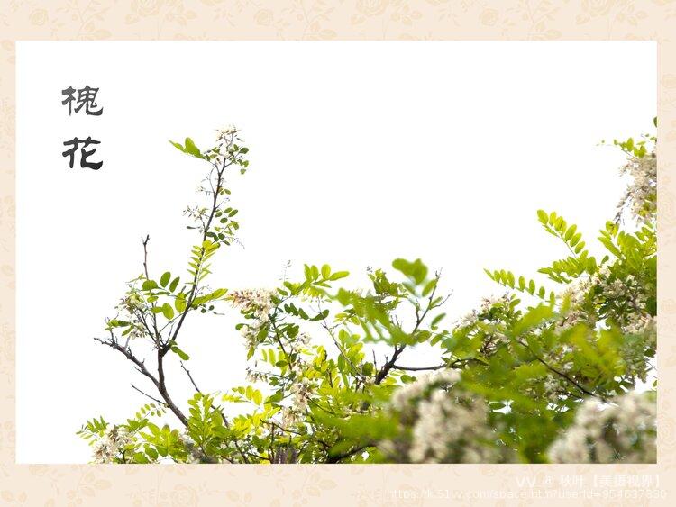 秋叶【美摄视界】