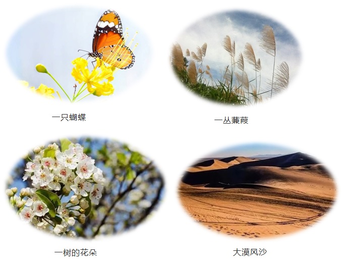 枫叶下的玫瑰【文声汇影】