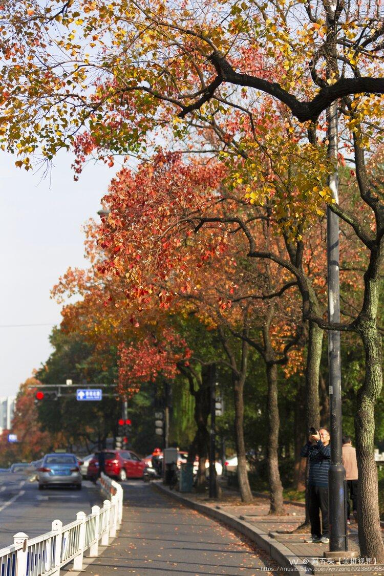 杭州的保俶北路山杭城唯一一条用乌桕树当行道树的马路,随着冷空气