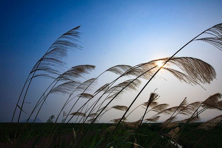 秋叶之声《我不知道风是在哪一个方向吹》作者:徐志摩