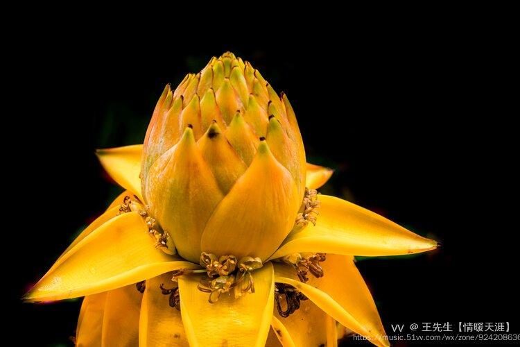 如意吉祥绚丽多姿帝王花摄影首发