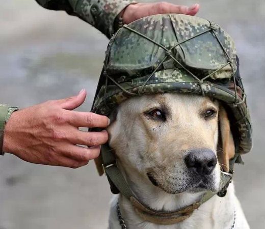 义犬小花朗读林景和