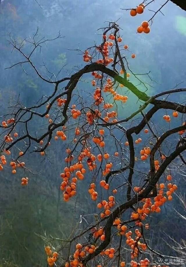 紅塵有你來相伴,可人秋色可人心.喬木叢中果樹林,平水韻押侵韻