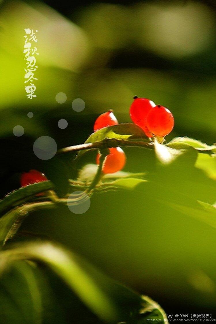 浅秋忍冬果红了