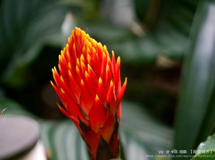 大咪头果子蔓,鸿运当头