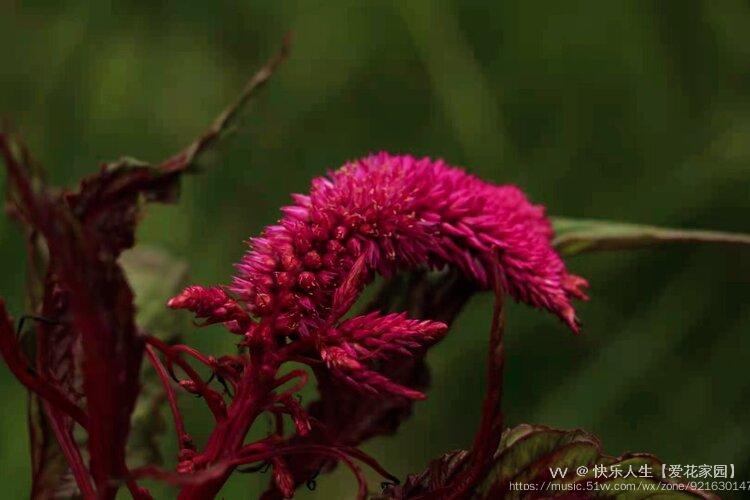 雞冠花別名:雞髻花,老來紅,蘆花雞冠,筆雞冠,雞角根,紅雞冠等.