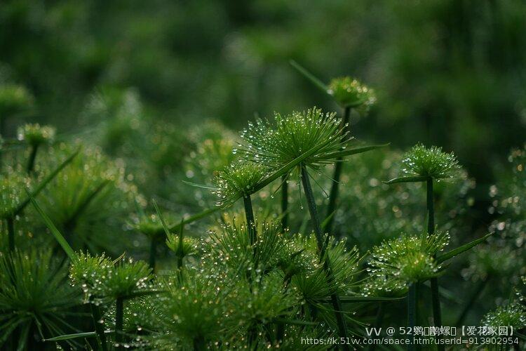 52鹦ꦿོ鹉螺ꦿ【爱花家园】