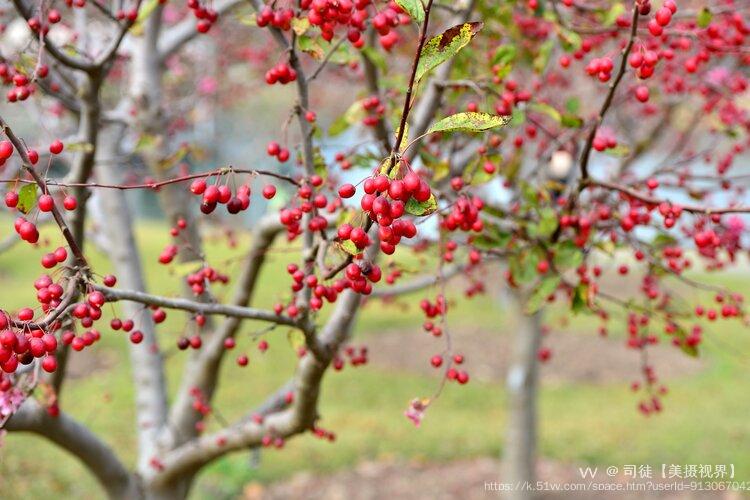司徒【美摄视界】
