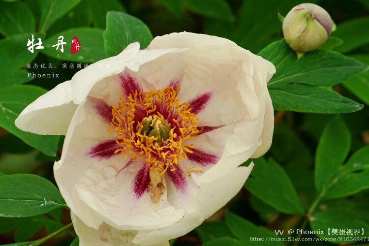 看后觉得单调,那就是不常见的花瓣少牡丹