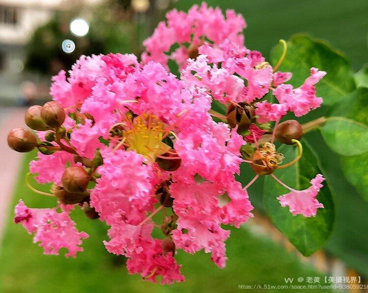 老黄【美摄视界】