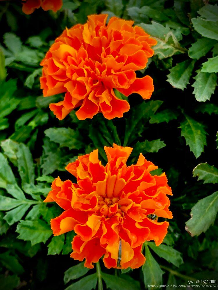 橙色孔雀草〖首发