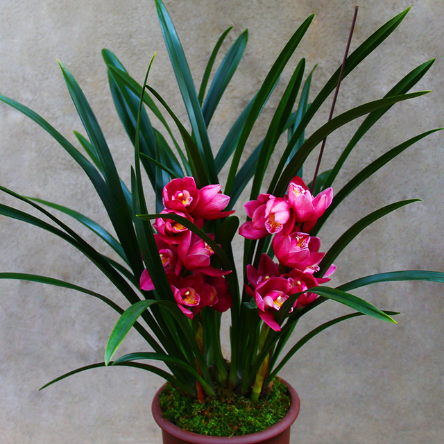 小浅🎤V娱热点