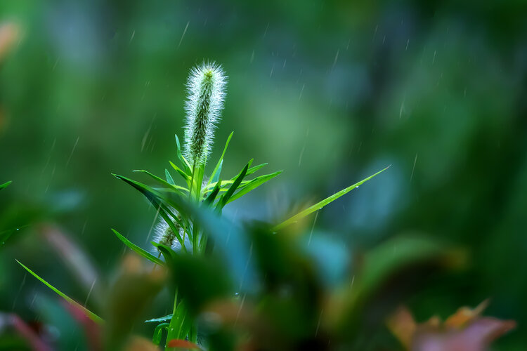 大雨天小草风景图片图片