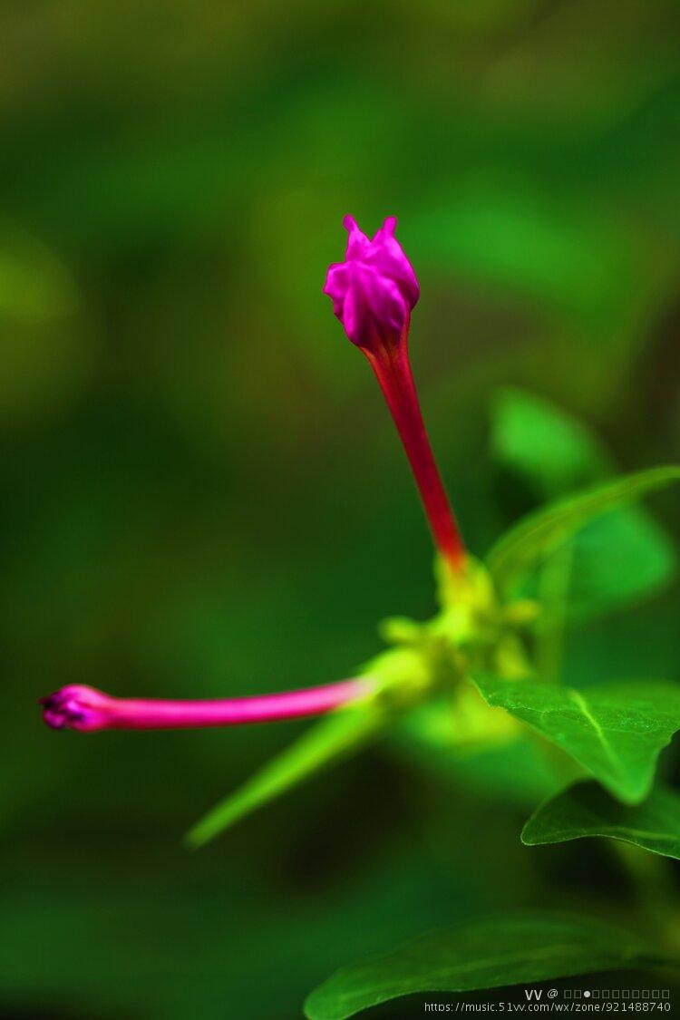 花卉摄影烟粉豆